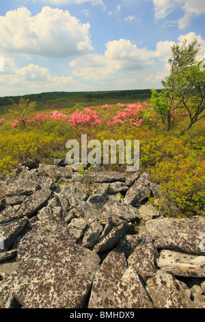 Wildes Rosa Azaleen, Dolly Grassoden malerischen Wildnis, Hopeville, West Virginia Stockfoto