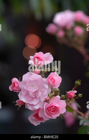 Rosa Rosen im Sommer Stockfoto