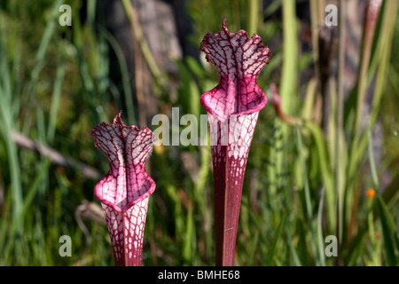 Fleischfressende weißen Marmorplatten Kannenpflanze Rote Form mit Hybrid Einfluss von anderen Tierarten Sarracenia leucophylla Alabama USA Stockfoto