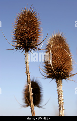 Karde Samenköpfe Stockfoto