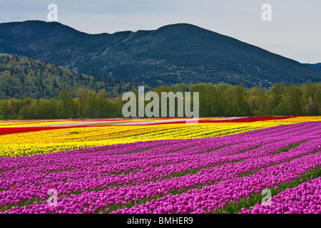 Tulip Festival - Agassiz - Britisch-Kolumbien Stockfoto