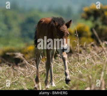 Eine Landschaft Fotografie eines Fohlens auf Dartmoor Stockfoto