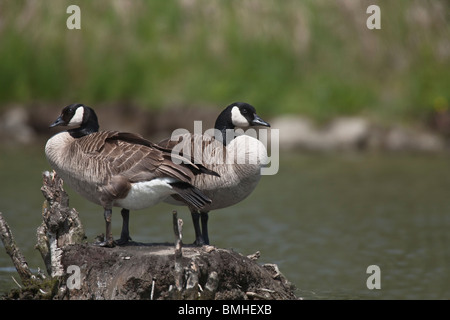 Paar Kanadagänse Stockfoto