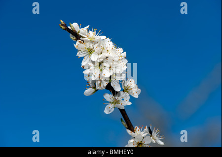 Black Thorn Blüte im Frühjahr. Prunus Spinosa. Stockfoto