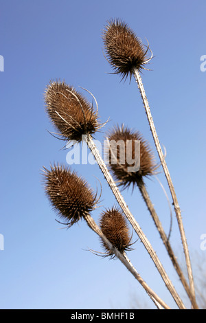 Karde Samenköpfe Stockfoto