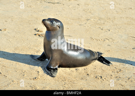 Nass, juvenile Seelöwen posiert am Sandstrand Stockfoto