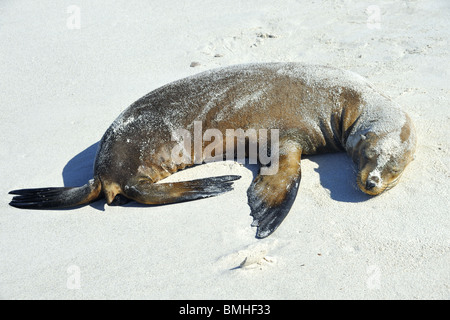 Sand abgedeckt Sea Lion Welpen voller Länge am Strand schlafen Stockfoto