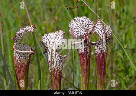 Fleischfressende weiß-Spitze Kannenpflanzen Versickerung Moor Sarracenia Leucophylla Alabama USA Stockfoto