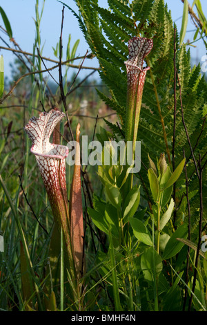 Fleischfressende weiß-Spitze Kannenpflanzen Versickerung Moor Sarracenia Leucophylla Alabama USA Stockfoto