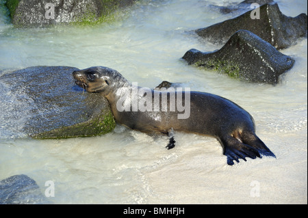 Sea Lion Welpe mit Kopf auf Felsen am Gewässerrand Stockfoto