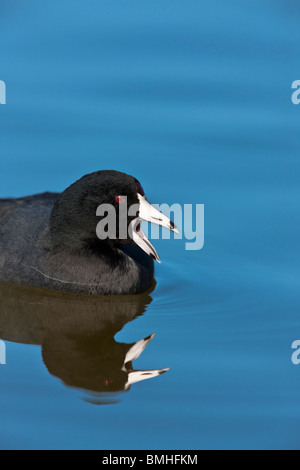 Amerikanisches Blässhuhn - Fulica americana Stockfoto