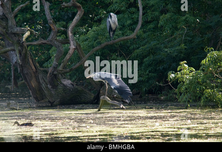 Graureiher thront auf einem abgestorbenen Baum, erstreckt sich seine Flügel. Stockfoto