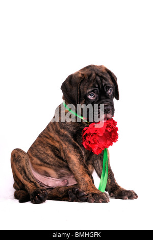 Schüchterne Welpen sitzen mit einer Blume Stockfoto