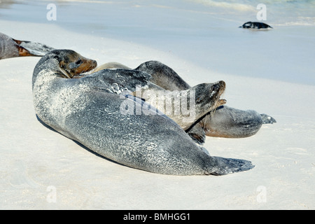 Sea Lion Mutter beobachtete pup Stockfoto