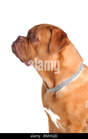 Porträt des jungen Bordeauxdogge Stockfoto