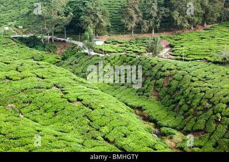 Zeilen von Camellia Sinensis folgen den welligen Boden an der BOH-Teeplantage in den Cameron Highlands Stockfoto