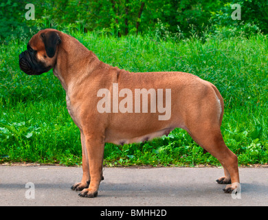 Stehend von Dog Handler Stockfoto