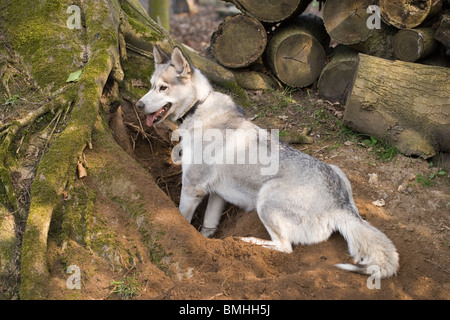 Hund (Canis Lupus Familiaris). Inländische var Siberian Husky. Während Graben erholend. Stockfoto
