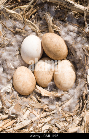 Western-Graugans (Anser Anser Anser). Nest, gefüttert mit Daunen mit vollen Gelege. Stockfoto