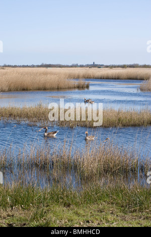 Hickling Broad, Norfolk. NNR. , NWT, Graugänse (Anser anser), Paare nest Website aufsuchen. Martham im Hintergrund. Stockfoto