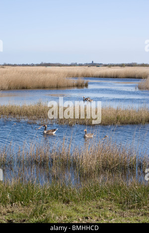 Hickling Broad, Norfolk. NNR. , NWT, Graugänse (Anser anser), Paare nest Website aufsuchen. Martham im Hintergrund. Stockfoto