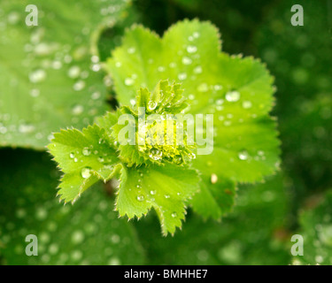 Alchemilla mollis (Lady's Mantle) im Frühjahr. Blätter haben glitzernde Wassertropfen, die vom Morgentau gesammelt werden Stockfoto