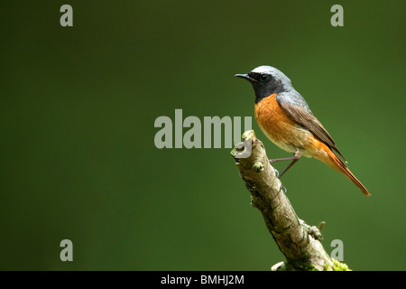 GARTENROTSCHWÄNZE (Phoenicurus Phoenicurus), männliche im Wald. Stockfoto