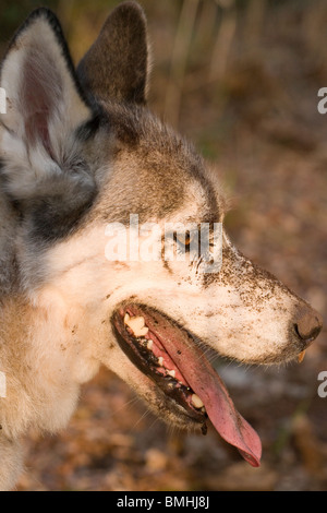 Hund (Canis Lupus Familiaris). Inländische var. Rasse Siberian Husky. Keuchend. Gesicht bedeckt im Boden graben. Stockfoto