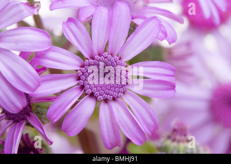 Pericallis Webbii oder Aschenpflanze Blume Stockfoto