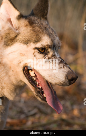 Hund (Canis Lupus Familiaris). Inländische var. Rasse Siberian Husky. Keuchend nach Anstrengung. Stockfoto