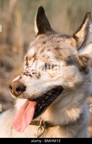 Hund (Canis Lupus Familiaris). Keuchend, während einer Pause vom Graben. Rasse; Siberian Husky. Stockfoto