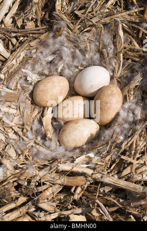 Western-Graugans (Anser Anser Anser). Vollständige Gelege in Daunen gefüttert Nest. Calthorpe breit, Norfolk. Stockfoto