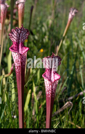 Fleischfressende weißen Marmorplatten Kannenpflanze Rote Form mit Hybrid Einfluss von anderen Tierarten Sarracenia leucophylla Alabama USA Stockfoto