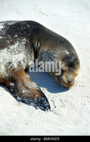 Sea Lion Pup (Hochformat) Nickerchen am weißen Sandstrand Stockfoto