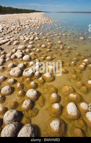 Thrombolites, eine Variey von Microbialite oder "Fels", Western Australia, Mandurah, Yalgorup National Park, Lake Clifton Stockfoto