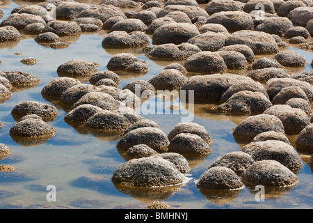 Thrombolites, eine Variey von Microbialite oder "Fels", Western Australia, Mandurah, Yalgorup National Park, Lake Clifton Stockfoto