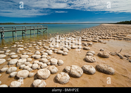 Thrombolites, eine Variey von Microbialite oder "Fels", Western Australia, Mandurah, Yalgorup National Park, Lake Clifton Stockfoto