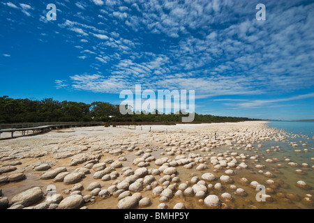 Thrombolites, eine Variey von Microbialite oder "Fels", Western Australia, Mandurah, Yalgorup National Park, Lake Clifton Stockfoto