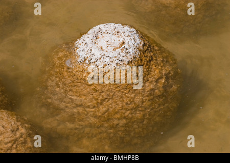 Thrombolites, eine Variey von Microbialite oder "Fels", Western Australia, Mandurah, Yalgorup National Park, Lake Clifton Stockfoto