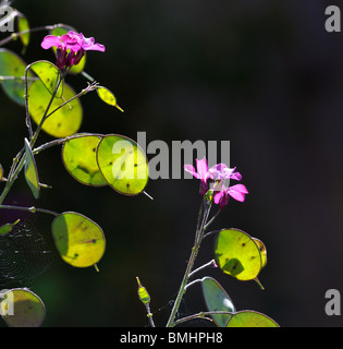 LUNARIA Annua, Trivialname Ehrlichkeit. Stockfoto