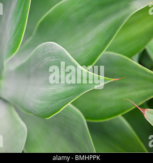 Agave Attenuata Blätter Stockfoto