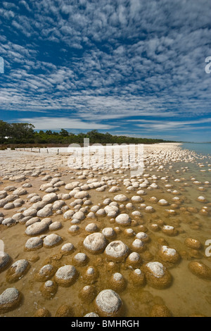 Thrombolites, eine Variey von Microbialite oder "Fels", Western Australia, Mandurah, Yalgorup National Park, Lake Clifton Stockfoto