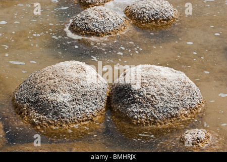 Thrombolites, eine Variey von Microbialite oder "Fels", Western Australia, Mandurah, Yalgorup National Park, Lake Clifton Stockfoto