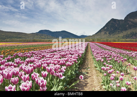 Tulip Festival - Agassiz - Britisch-Kolumbien Stockfoto