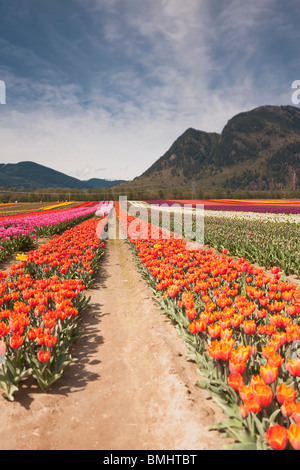 Tulip Festival - Agassiz - Britisch-Kolumbien Stockfoto