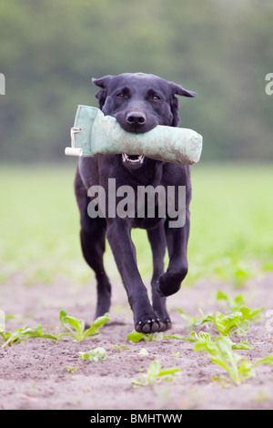 Ein junger schwarzer Labrador Retriever Gebrauchshund Stockfoto
