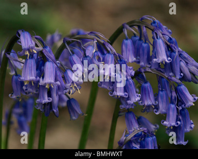 Eine Nahaufnahme von einer Gruppe von englischen Bluebells Stockfoto