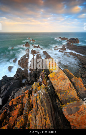 Morgenlicht auf die zackigen, Flechten bedeckten Felsformationen der Hartland Quay in Devonshire, England Stockfoto