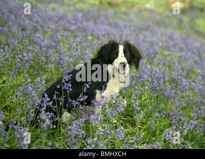 Ein Border-Collie Kreuz Hundesitting in einem Flecken des englischen Bluebells Stockfoto