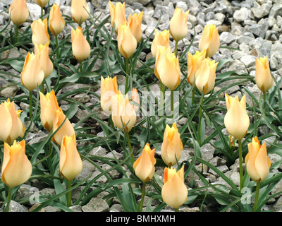 Miniatur-gelben Felsen Tulpen sprießen aus dem steinigen Boden Stockfoto